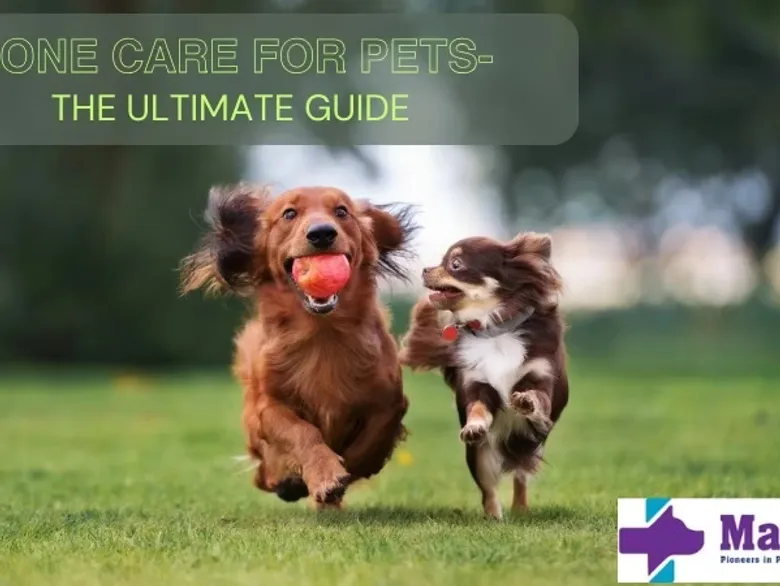 Ensuring Healthy Bones in Pets