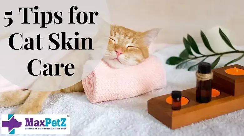 Essential Cat Skincare Tips for a Healthy Coat